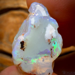 39.8cts - Opalised Shell Geological Specimen from South Australia