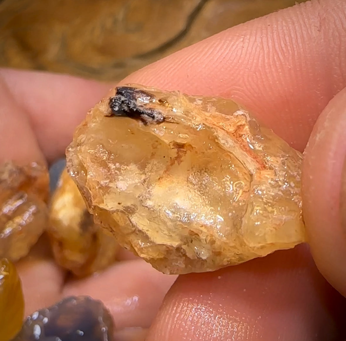 123cts - 9x Opalised Shell Geological Specimens from Lightning Ridge