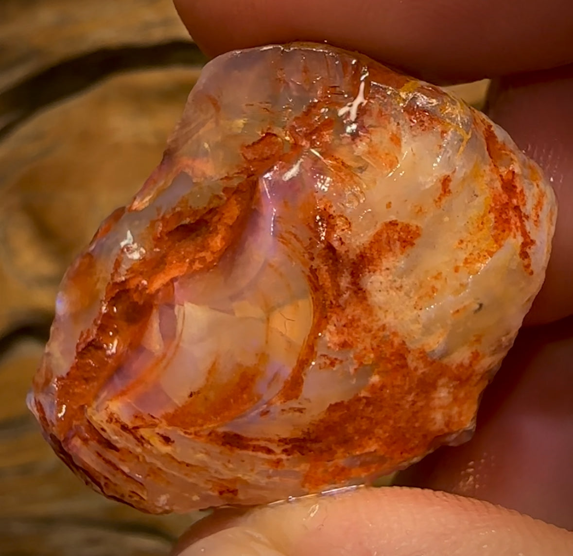 50.5cts - Opalised Shell Rare Geological Specimen from South Australia