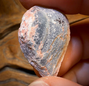 35.6cts - Opalised Shell Rare Geological Rough Specimen from Lightning Ridge