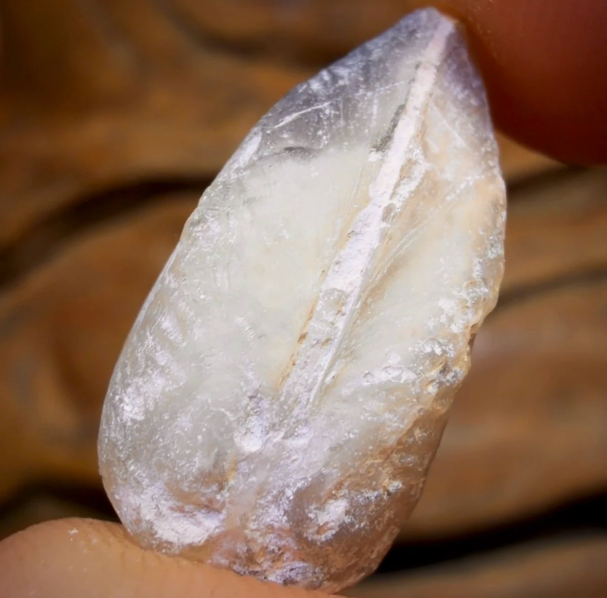 16.1cts - Opalised Shell Rare Geological Rough Specimen from Lightning Ridge