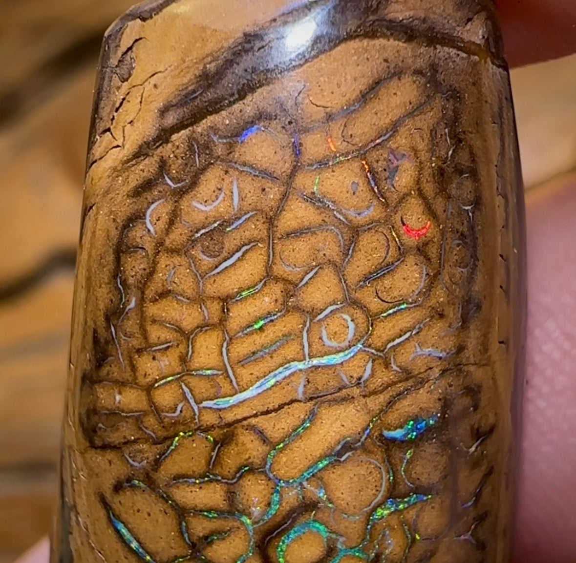 53.7cts - Tribal Queensland Boulder Opal from Yowah - Opal Whisperers