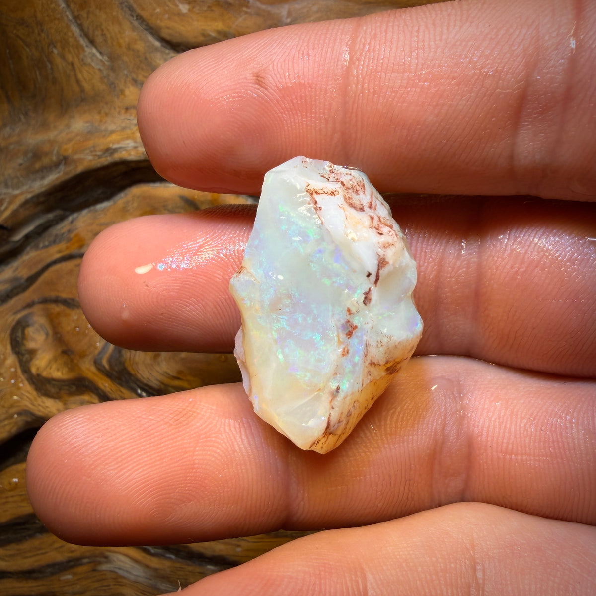 47.8cts - Opalised Shell Geological Specimen from South Australia