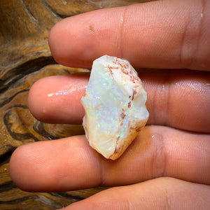 47.8cts - Opalised Shell Geological Specimen from South Australia