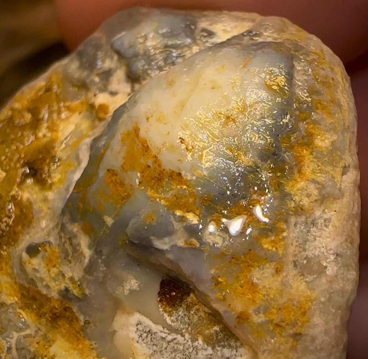 Auction Fall-Through = Your Gain! 🔥 Now More Than 50% Off RRP 🚨 74.5cts - Opalised Shell Rare Geological Specimen from South Australia Large and Well Preserved