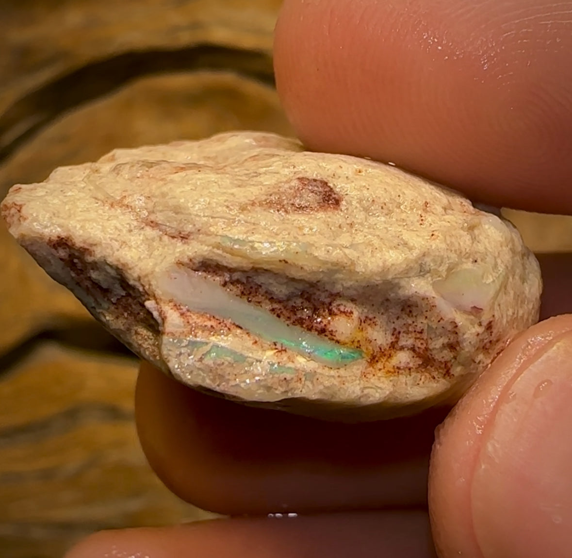 56.5cts - Opalised Shell Rare Geological Specimen from South Australia