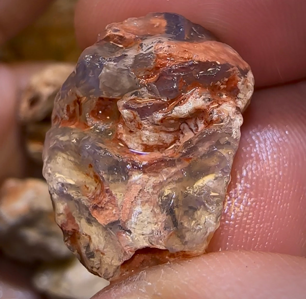 300.5cts - 13x Lightning Ridge Fossil Replacement Opal Rough Parcel Under $2/Ct - Opal Whisperers