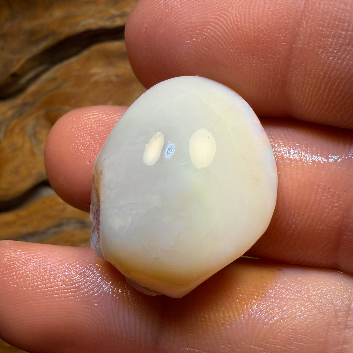 38.5cts - Opalised Shell Geological Specimen from South Australia