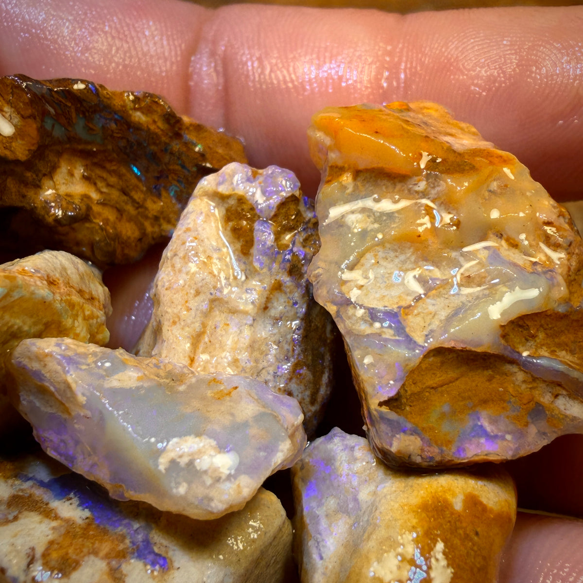 Wild card! 259.5cts - 10x Opalised Wood/Vegetation Fossil Rough Parcel from Yowah