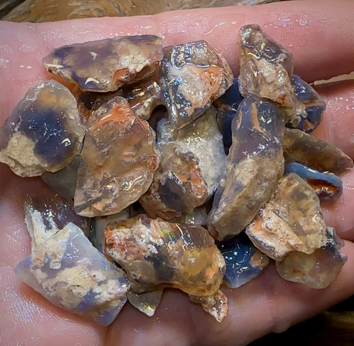 200.8cts - 29x Lightning Ridge Fossil Replacement Opal Rough Parcel Under $2/Ct - Opal Whisperers