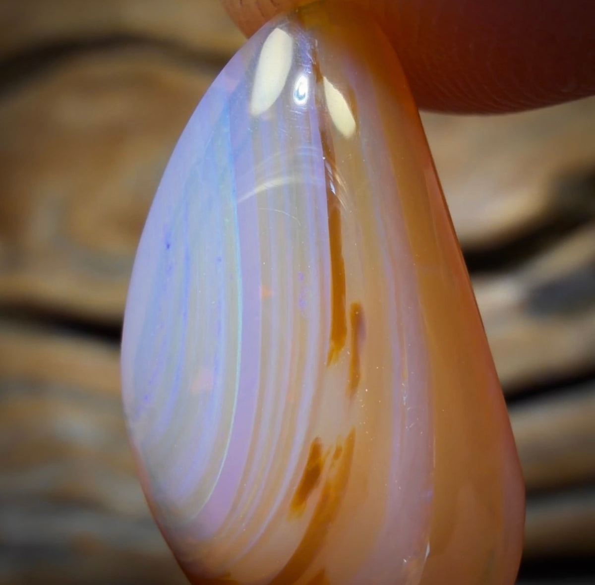 9.1cts - Honey Shell Queensland Boulder Seam Opal