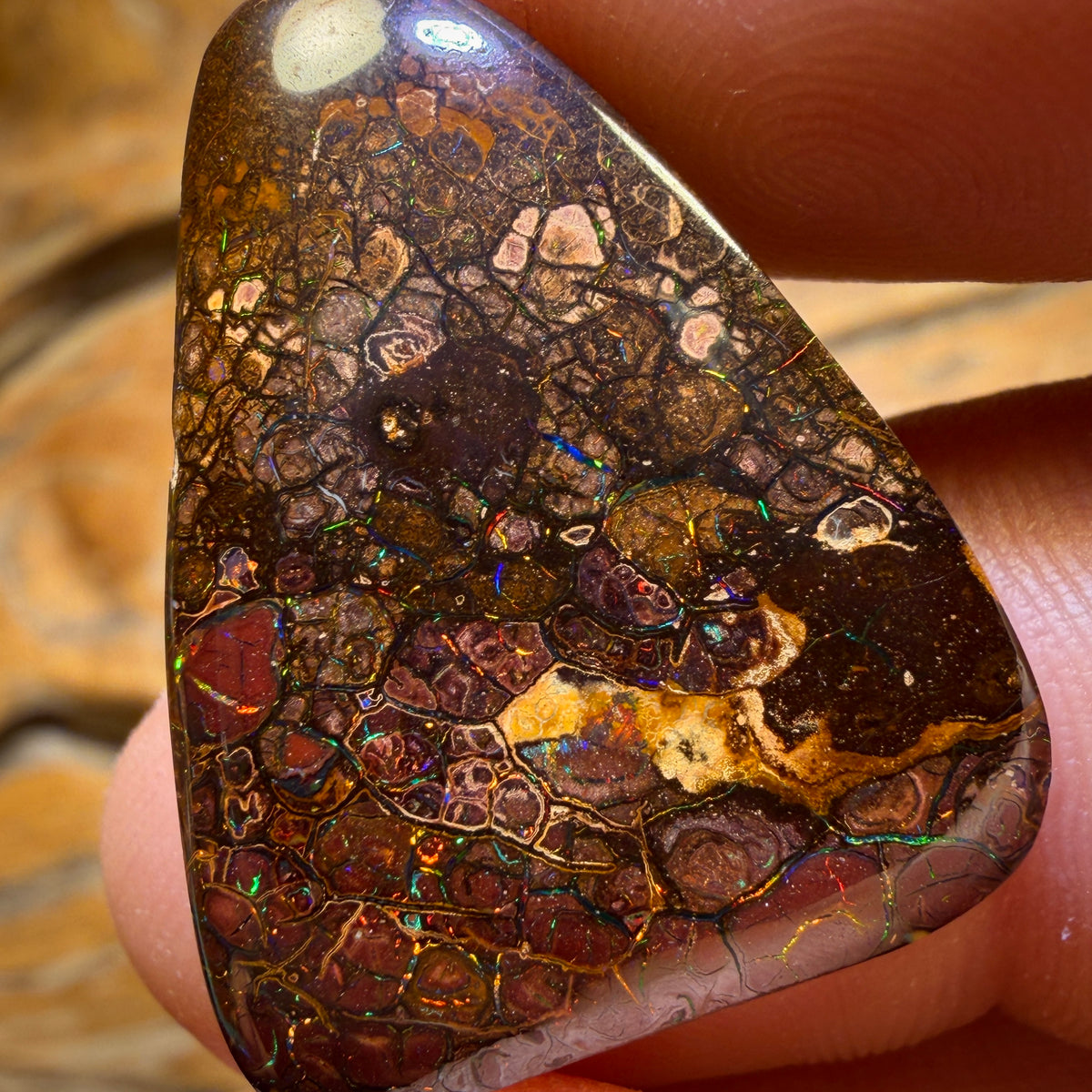 Bargain Card! 23.2cts - Top Tribal Queensland Boulder Opal from Yowah