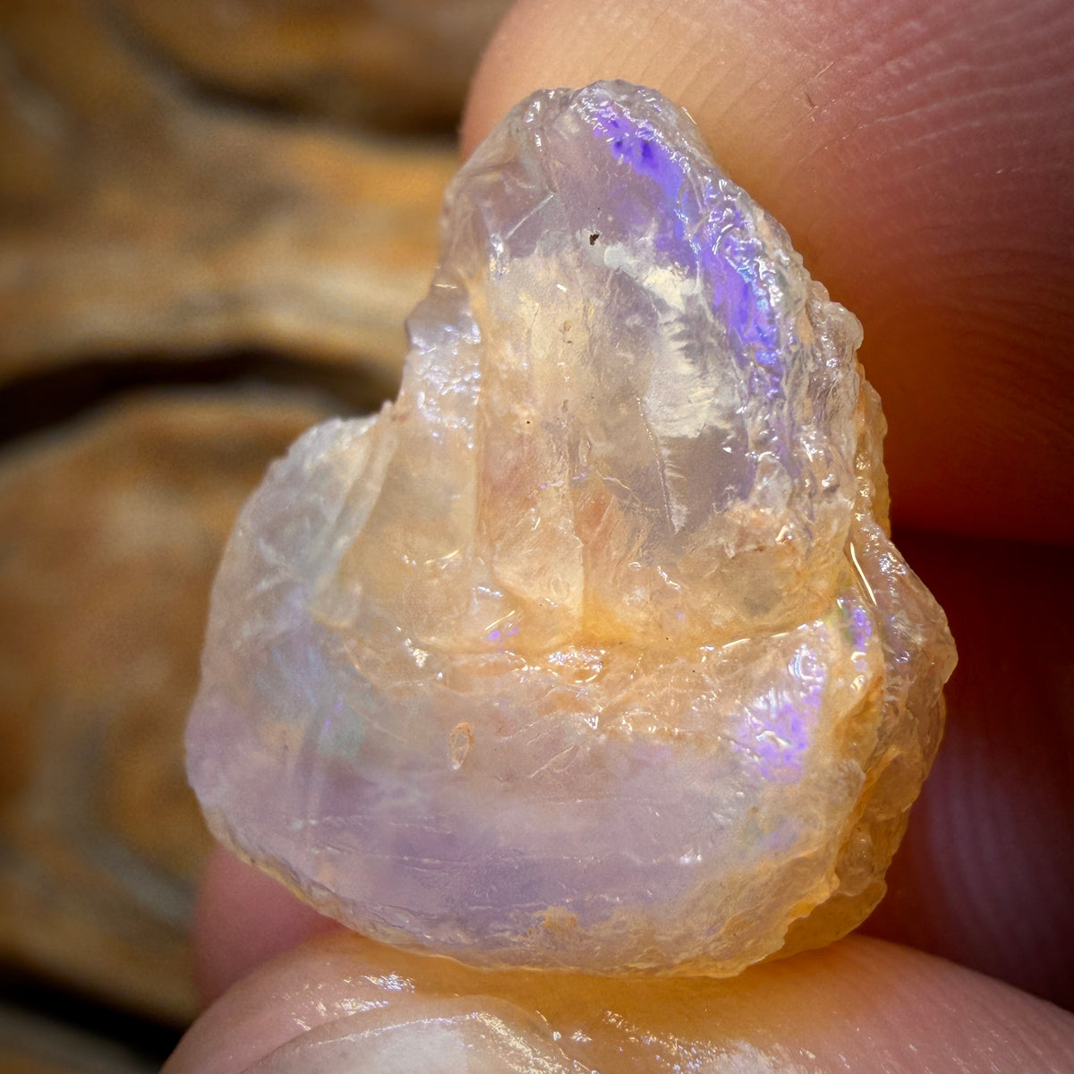 19.4cts - Opalised Shell Geological Specimen from South Australia