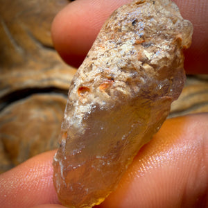 Bargain Card! 39.5cts - Opalised Shell Geological Specimen from South Australia