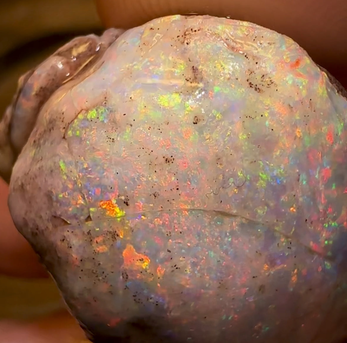 79.5cts - TOP Opalised Shell Rare Geological Specimen from South Australia