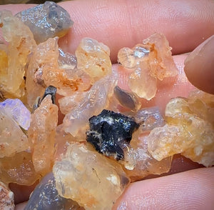 🔨 AUCTION 🔨 145.9cts - 50x Opalised Fossil Geological Specimens from Lightning Ridge