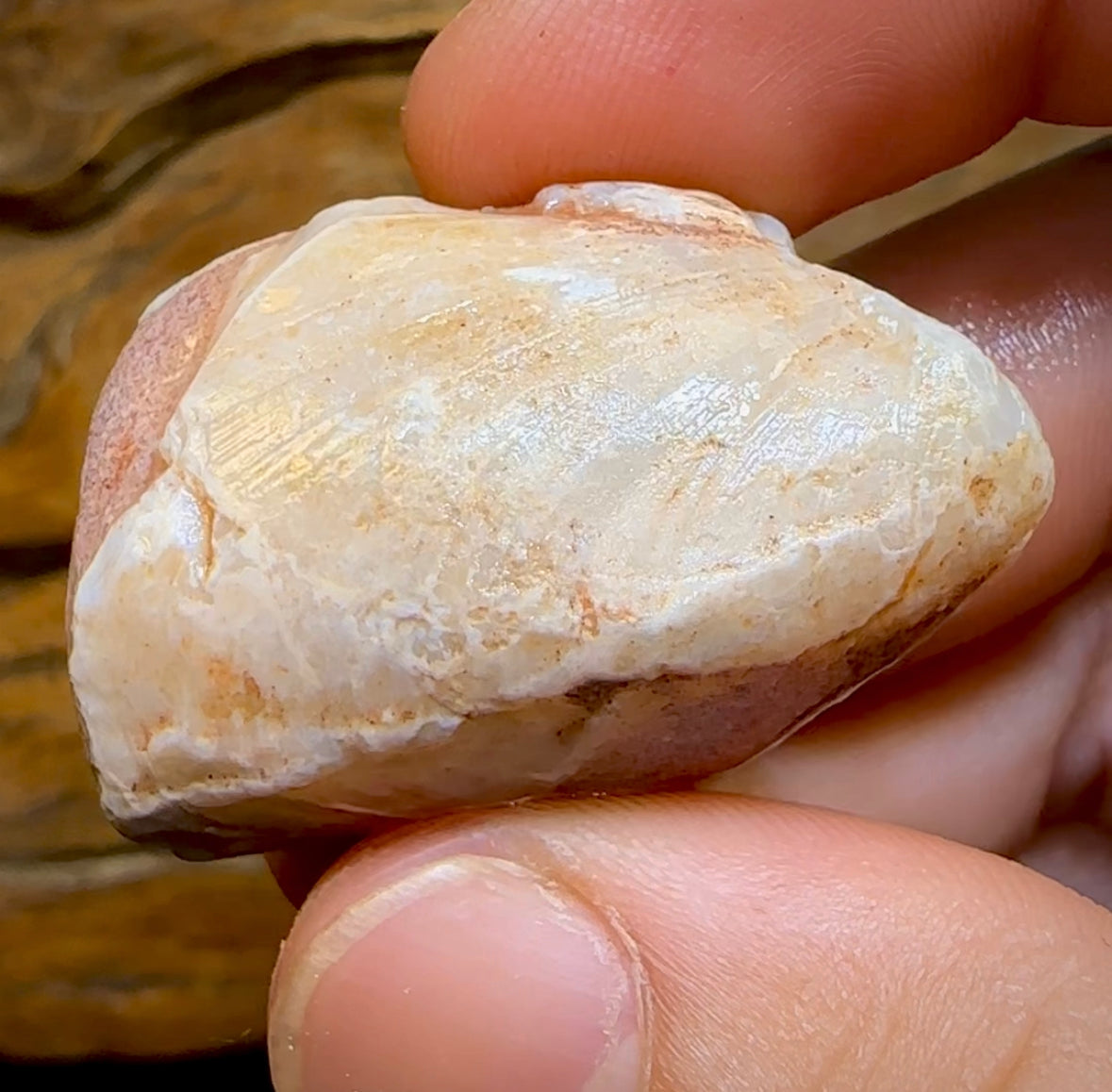 81.6cts - Opalised Fossil Mussel Shell Specimen from South Australia - Opal Whisperers