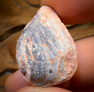 35.6cts - Opalised Shell Rare Geological Rough Specimen from Lightning Ridge