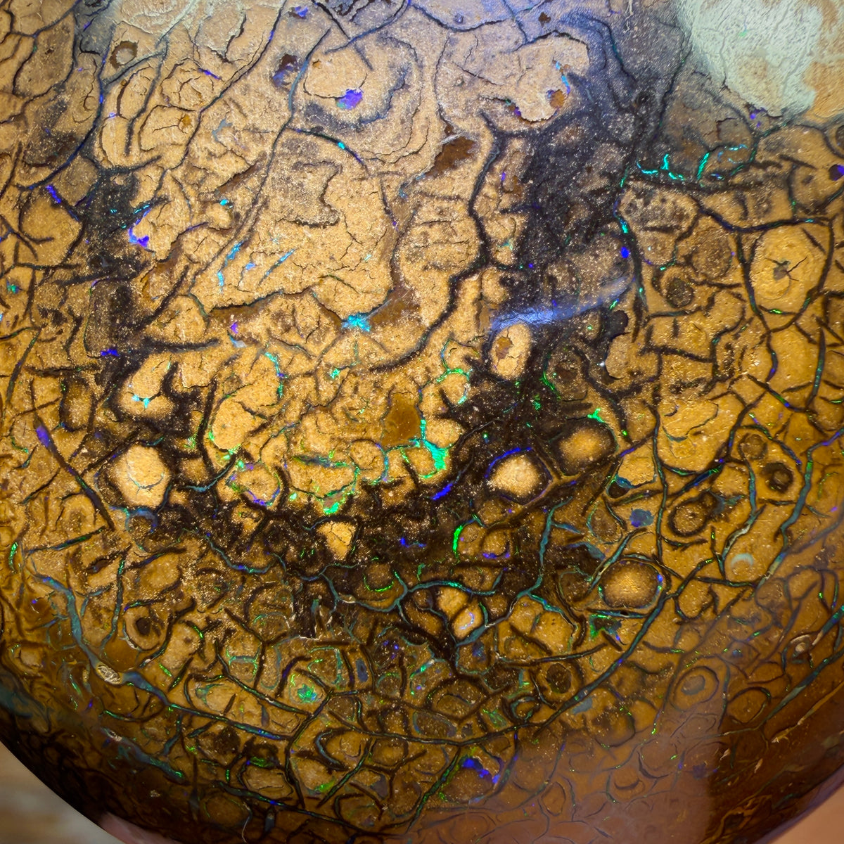 Wild Card! 289.4cts - Huge Tan Intricate Tribal Queensland Boulder Opal from Yowah
