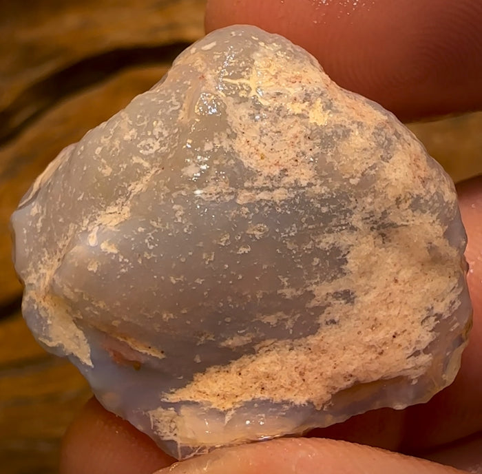 🔨 AUCTION 🔨 55.1cts - Opalised Shell Rare Geological Specimen from South Australia Great Complete Shape