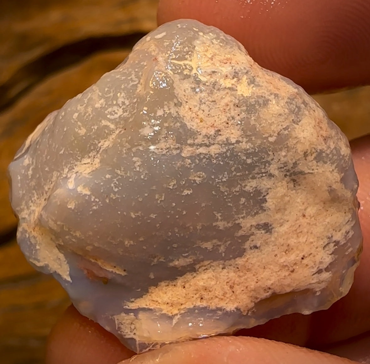 55.1cts - Opalised Shell Rare Geological Specimen from South Australia Great Complete Shape