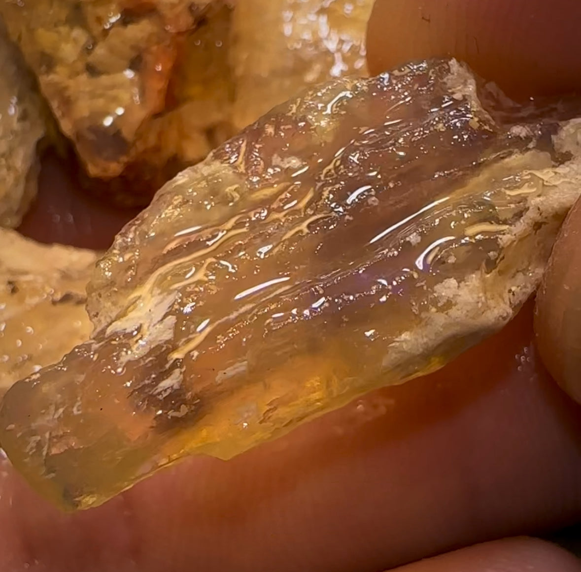 59.8cts - 5x Opalised Fossil Geological Specimens from Lightning Ridge