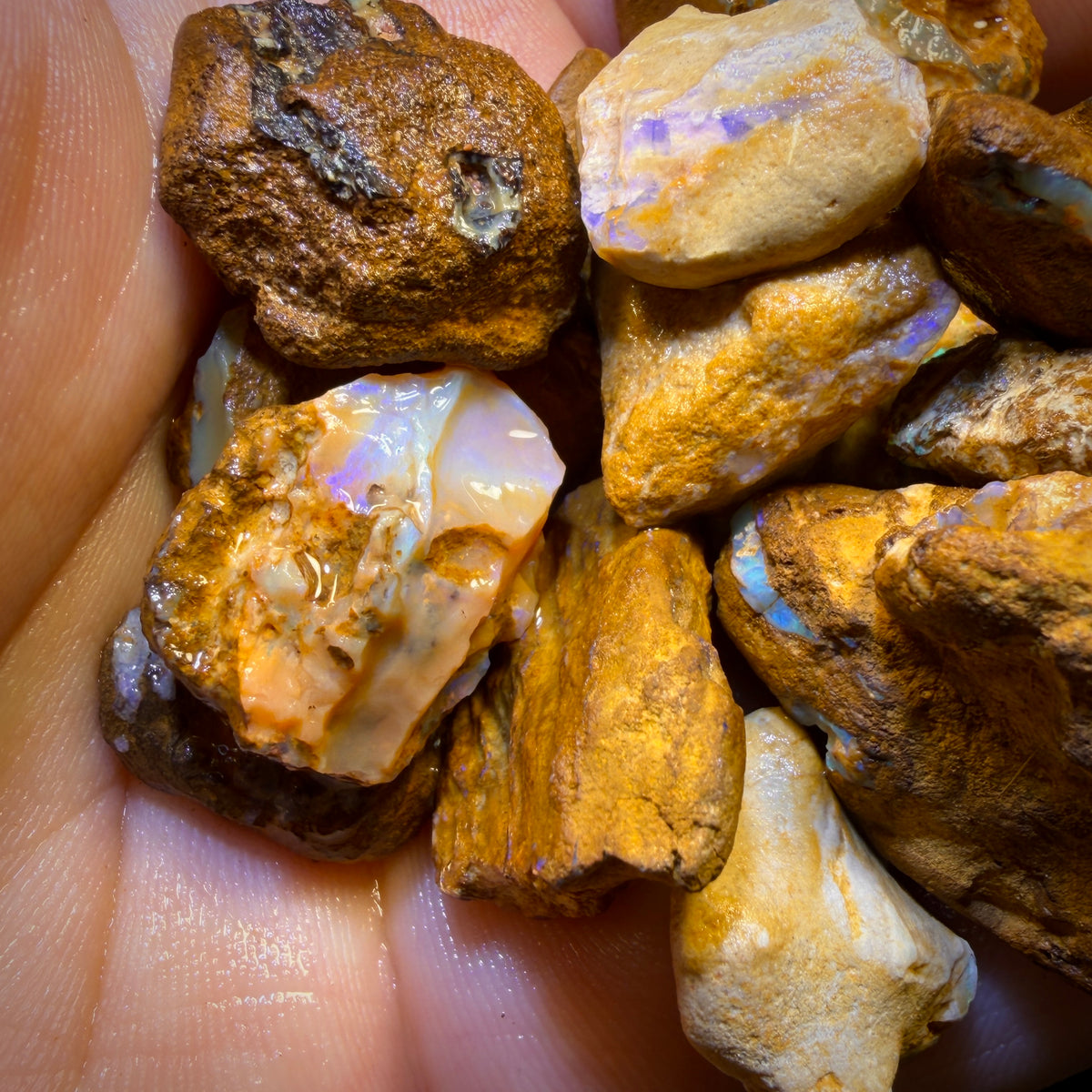 🔒307.5cts - 24x Opalised Wood/Vegetation Fossil Rough Parcel from Yowah