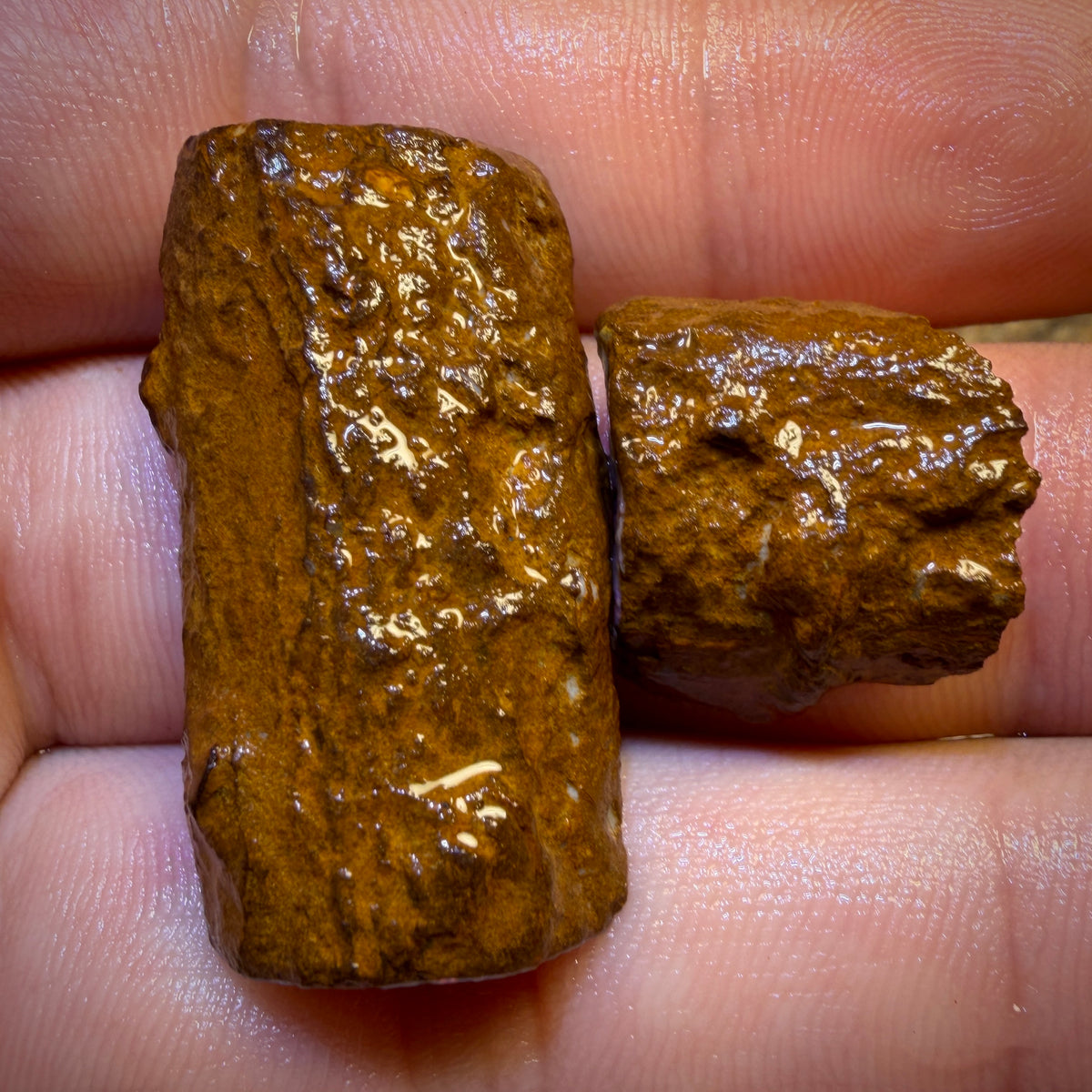 58.5cts - Opalised Wood/Vegetation Fossil Rough Pair from Yowah