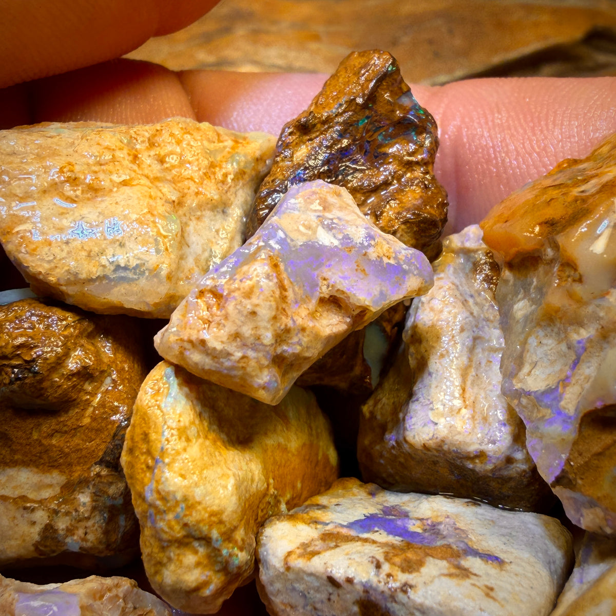 Wild card! 259.5cts - 10x Opalised Wood/Vegetation Fossil Rough Parcel from Yowah