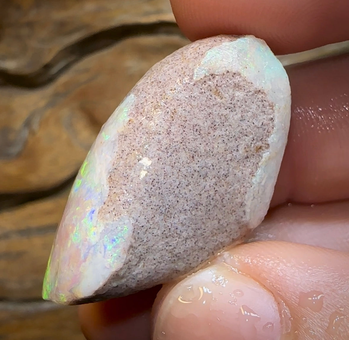 54.1cts - Opalised Shell Rare Geological Specimen from South Australia