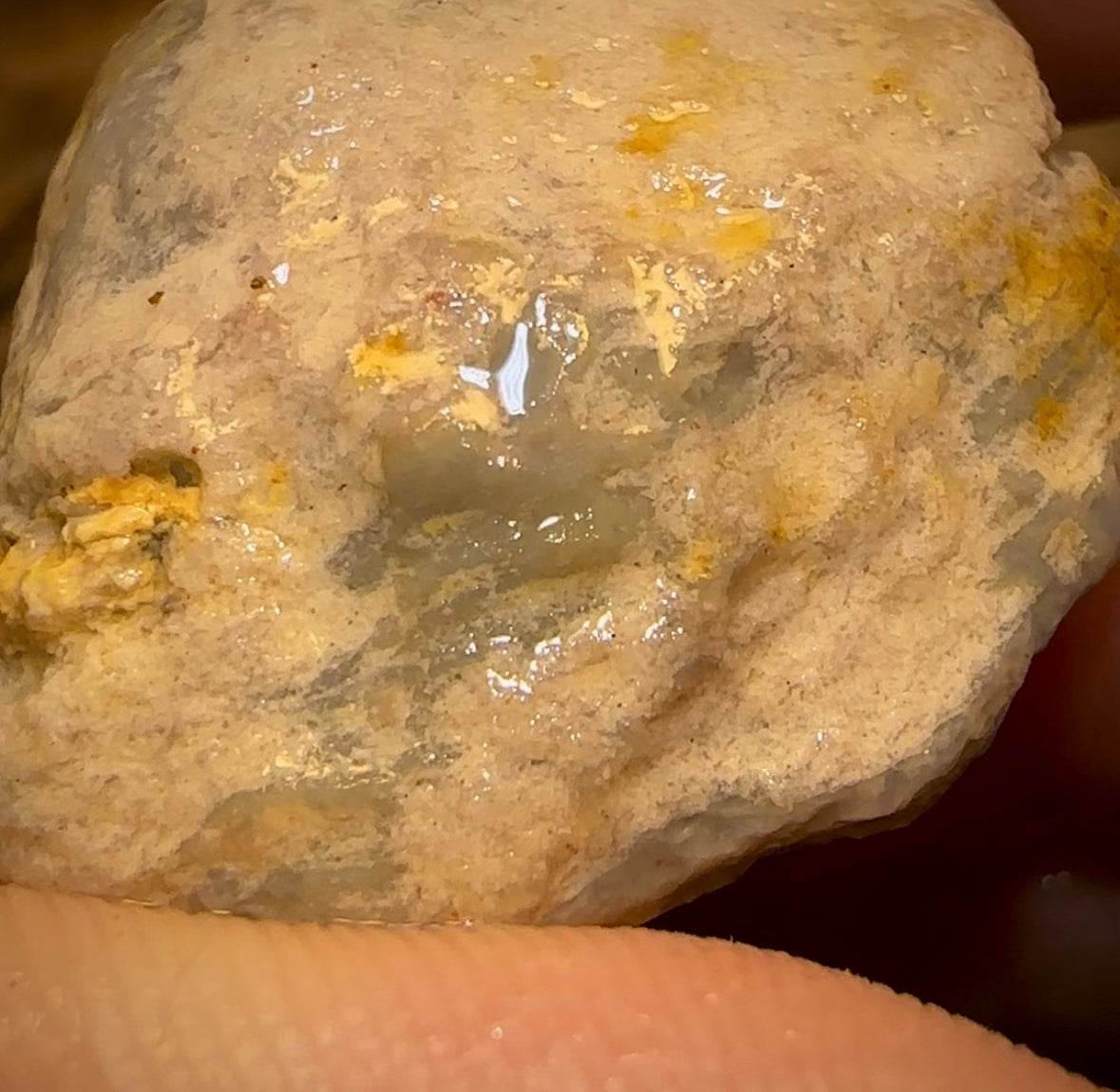 Auction Fall-Through = Your Gain! 🔥 Now More Than 50% Off RRP 🚨 74.5cts - Opalised Shell Rare Geological Specimen from South Australia Large and Well Preserved