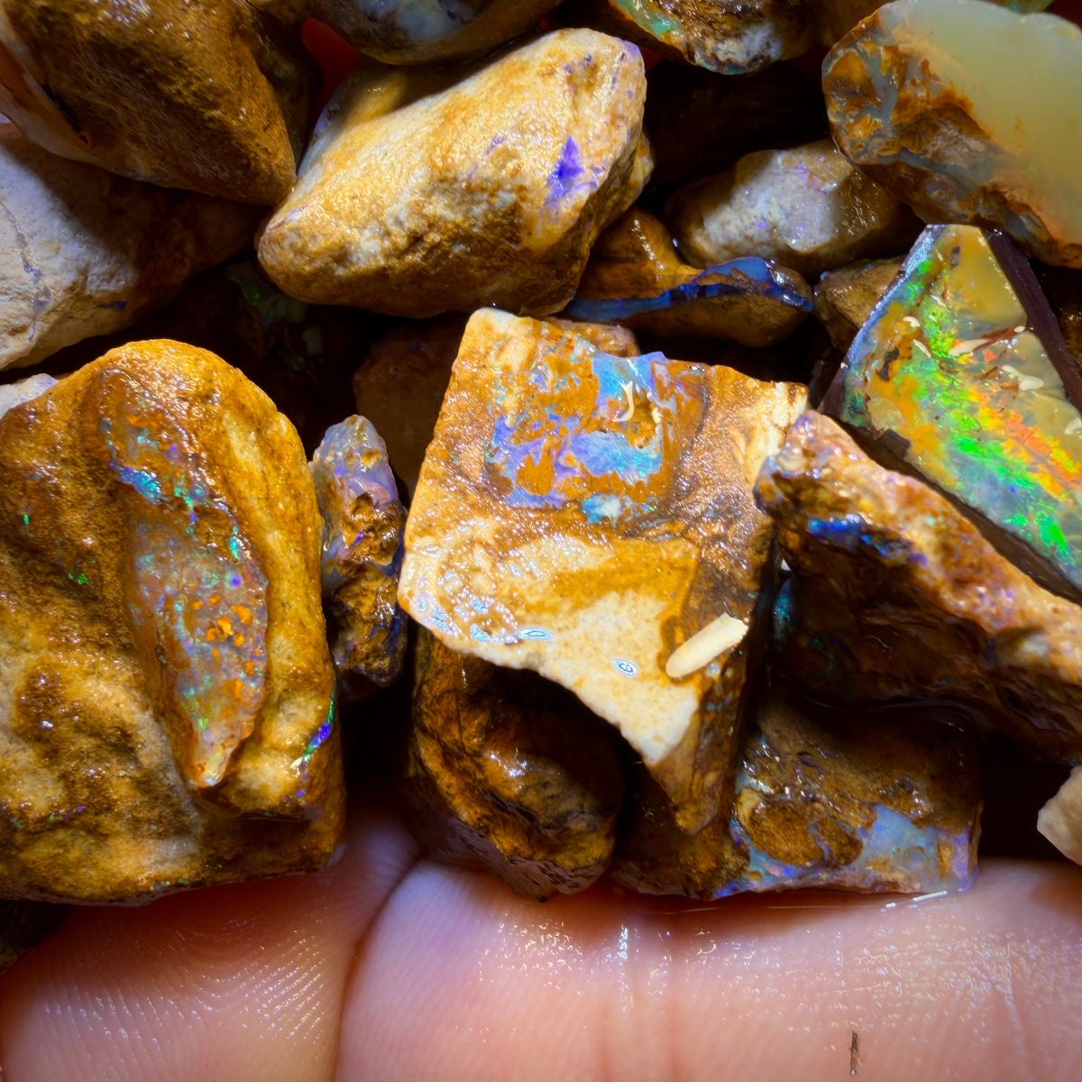 🔒451.1cts - 35x Opalised Wood/Vegetation Fossil Rough Parcel from Yowah