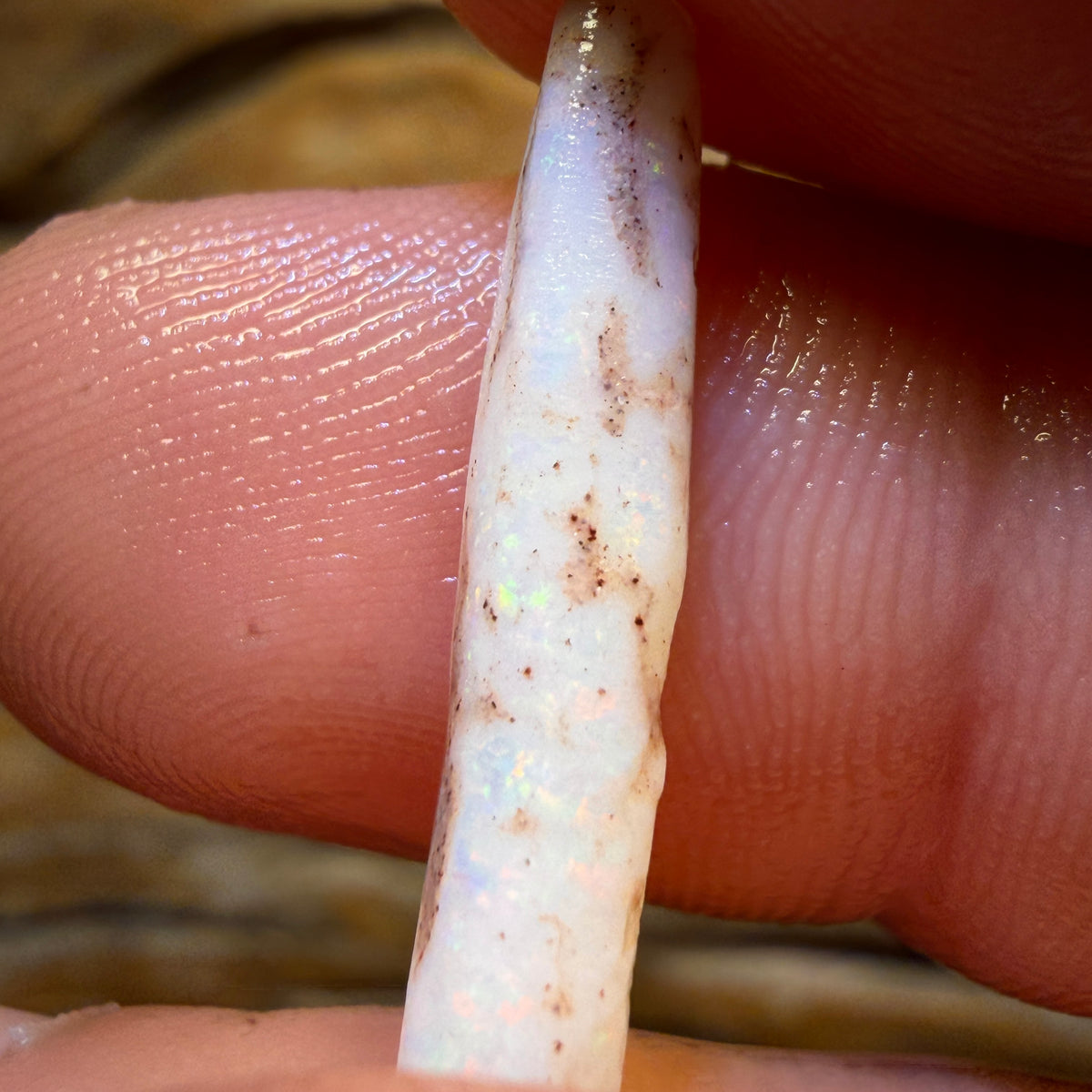 Wild card! 4.6cts - Opalised Belemnite Geological Specimen from South Australia