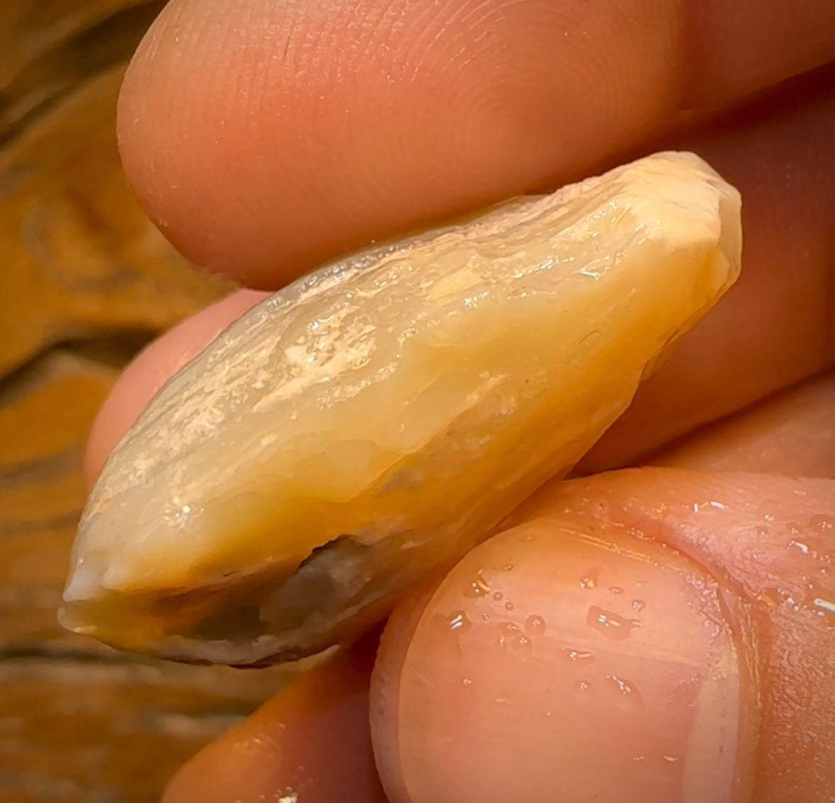 57.6cts - Opalised Shell Rare Geological Specimen from Lightning Ridge