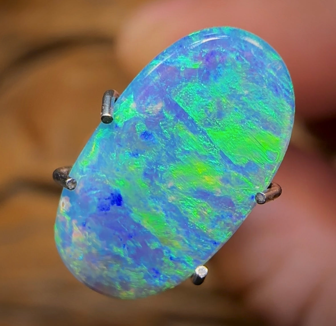 1.6cts - TOP Australian Boulder Opal Doublet. Rare Opal Pipi Shell Replacement - Opal Whisperers