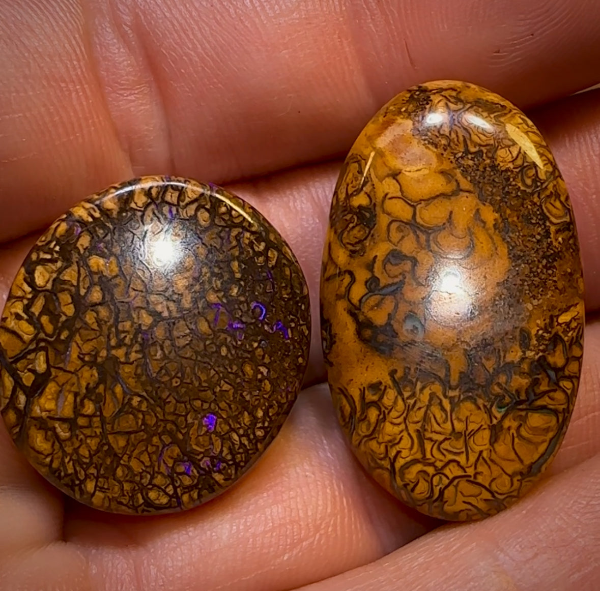 64.5cts - Loose Queensland Boulder Opal Set