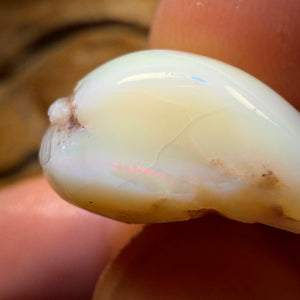 38.5cts - Opalised Shell Geological Specimen from South Australia