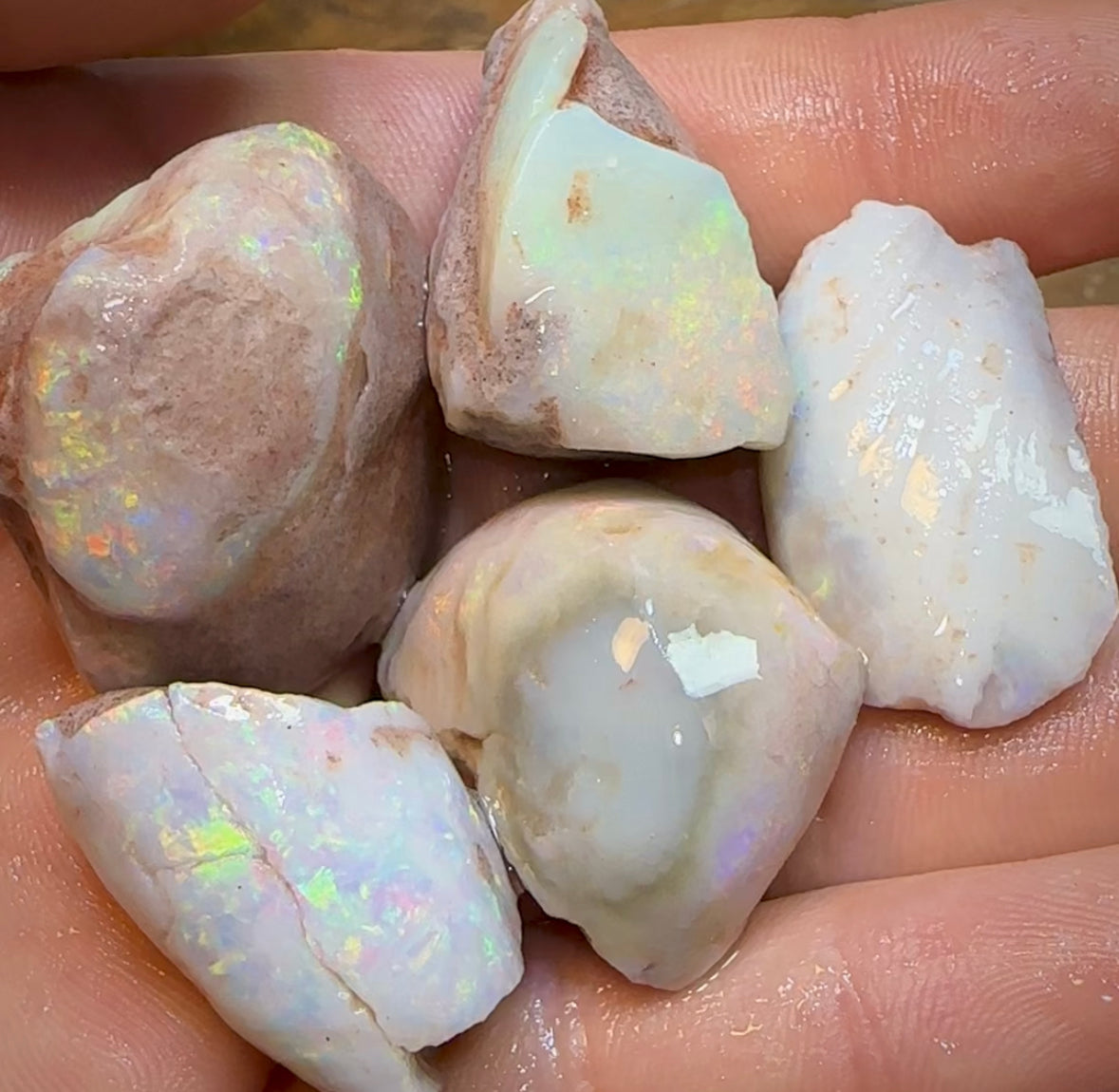 179.6cts - 5x Opalised Shell Geological Specimens from South Australia - Opal Whisperers