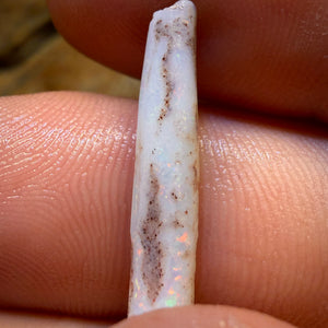 Wild card! 4.6cts - Opalised Belemnite Geological Specimen from South Australia