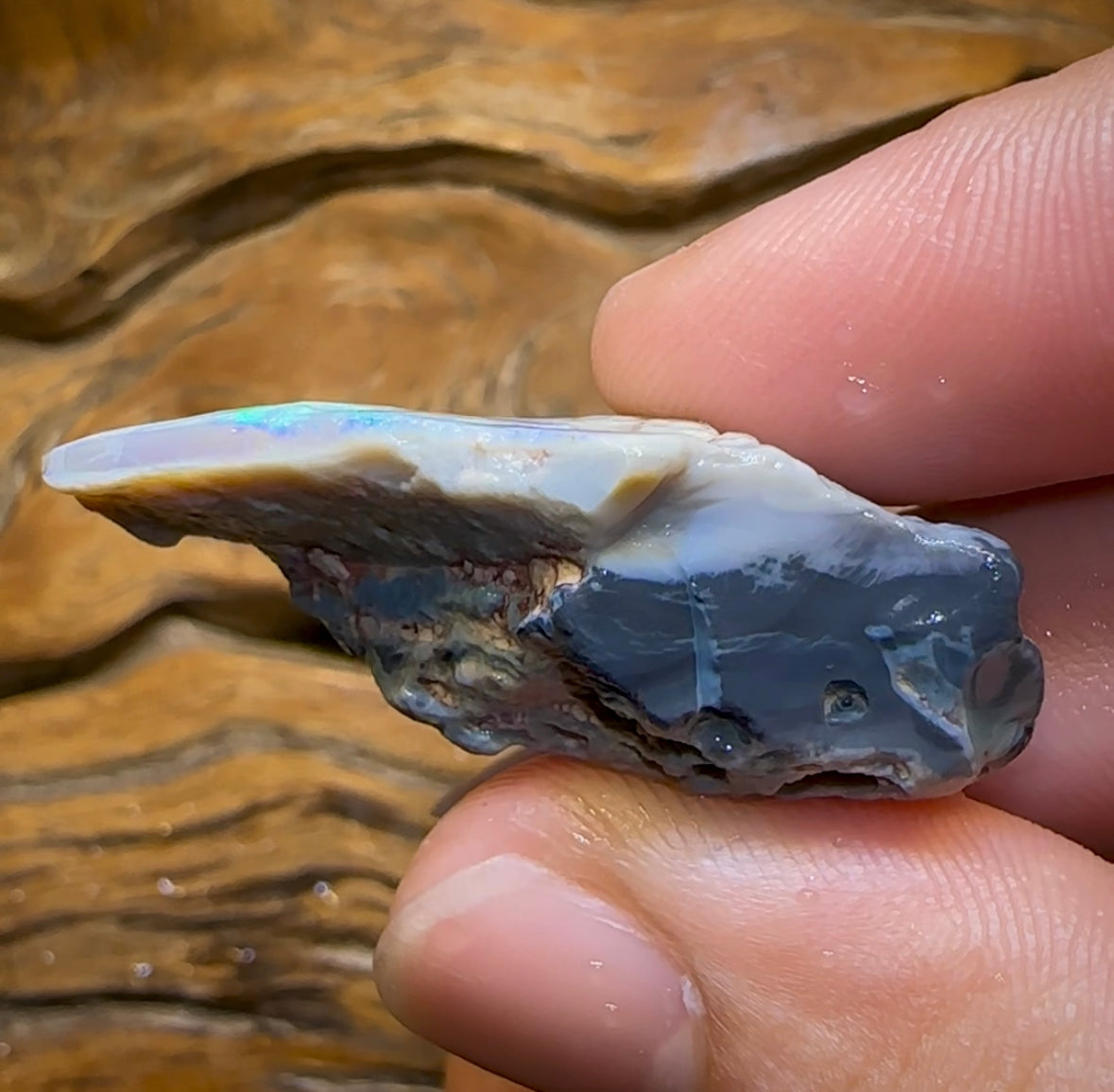 58.2cts - Dark Opal Rough Piece from Lightning Ridge. Flag/Chaff - Opal Whisperers