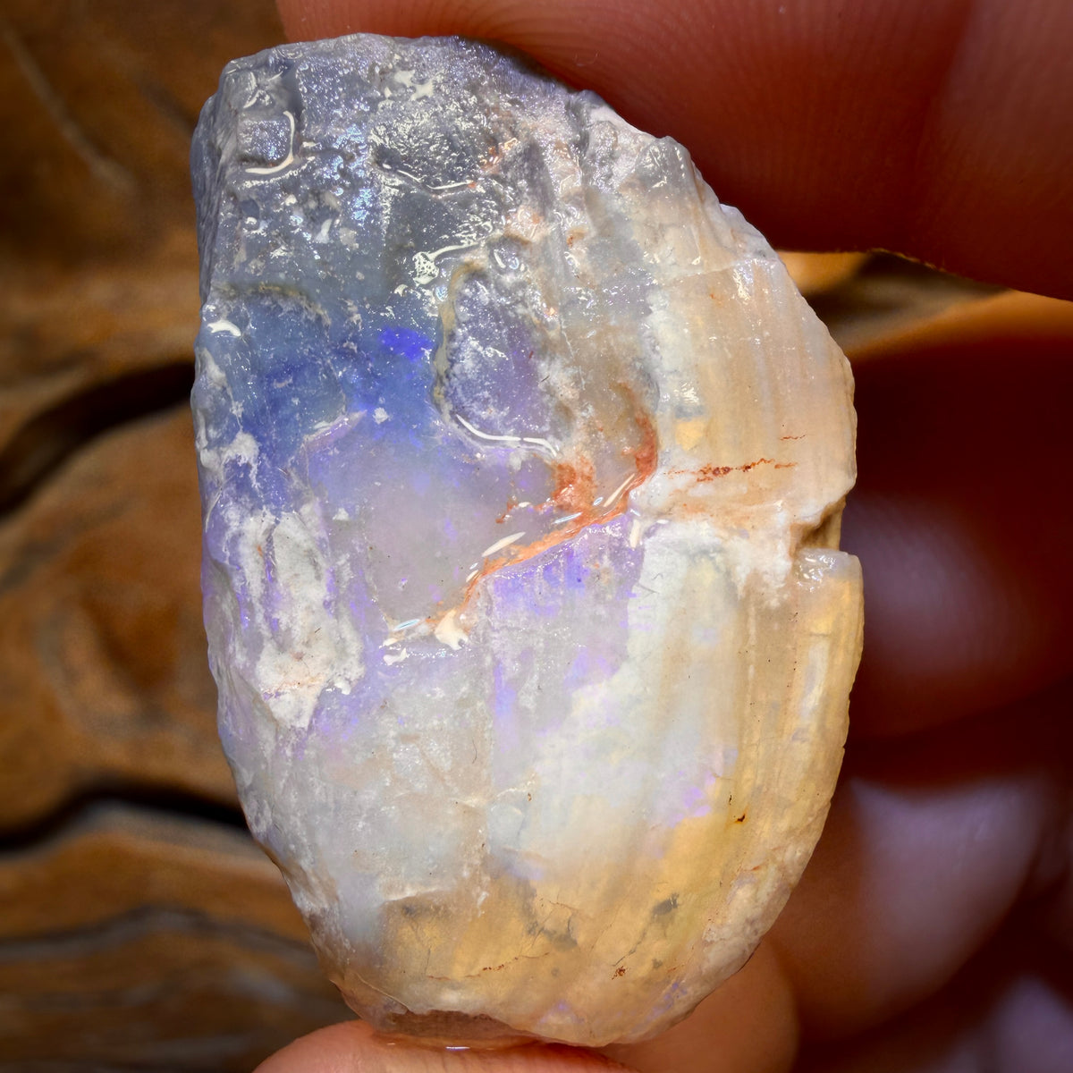 58.2cts - Opalised Shell Rare Geological Rough Specimen from Lightning Ridge