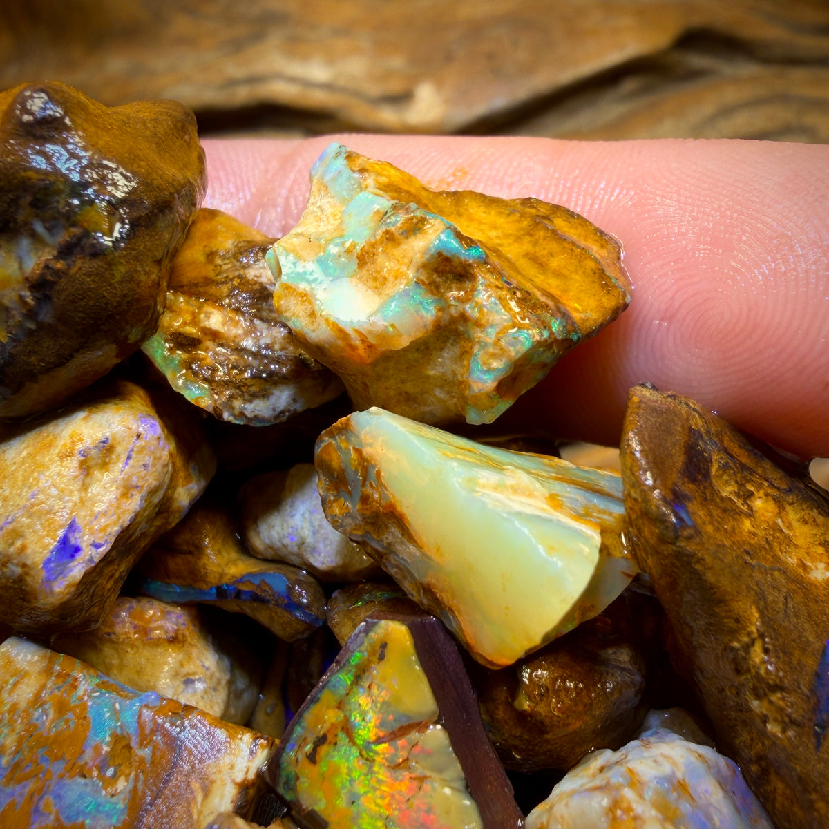 🔒451.1cts - 35x Opalised Wood/Vegetation Fossil Rough Parcel from Yowah