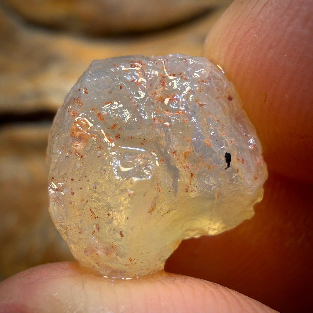 Bargain Card! 11.2cts - Opalised Shell Geological Specimen from South Australia