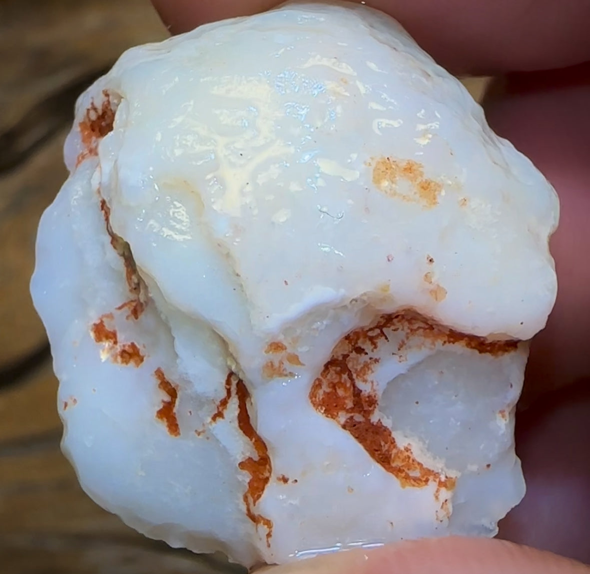 62.3cts - Opalised Shell Rare Geological Specimen from South Australia