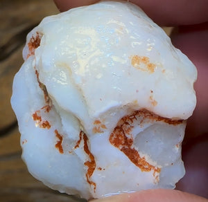 62.3cts - Opalised Shell Rare Geological Specimen from South Australia