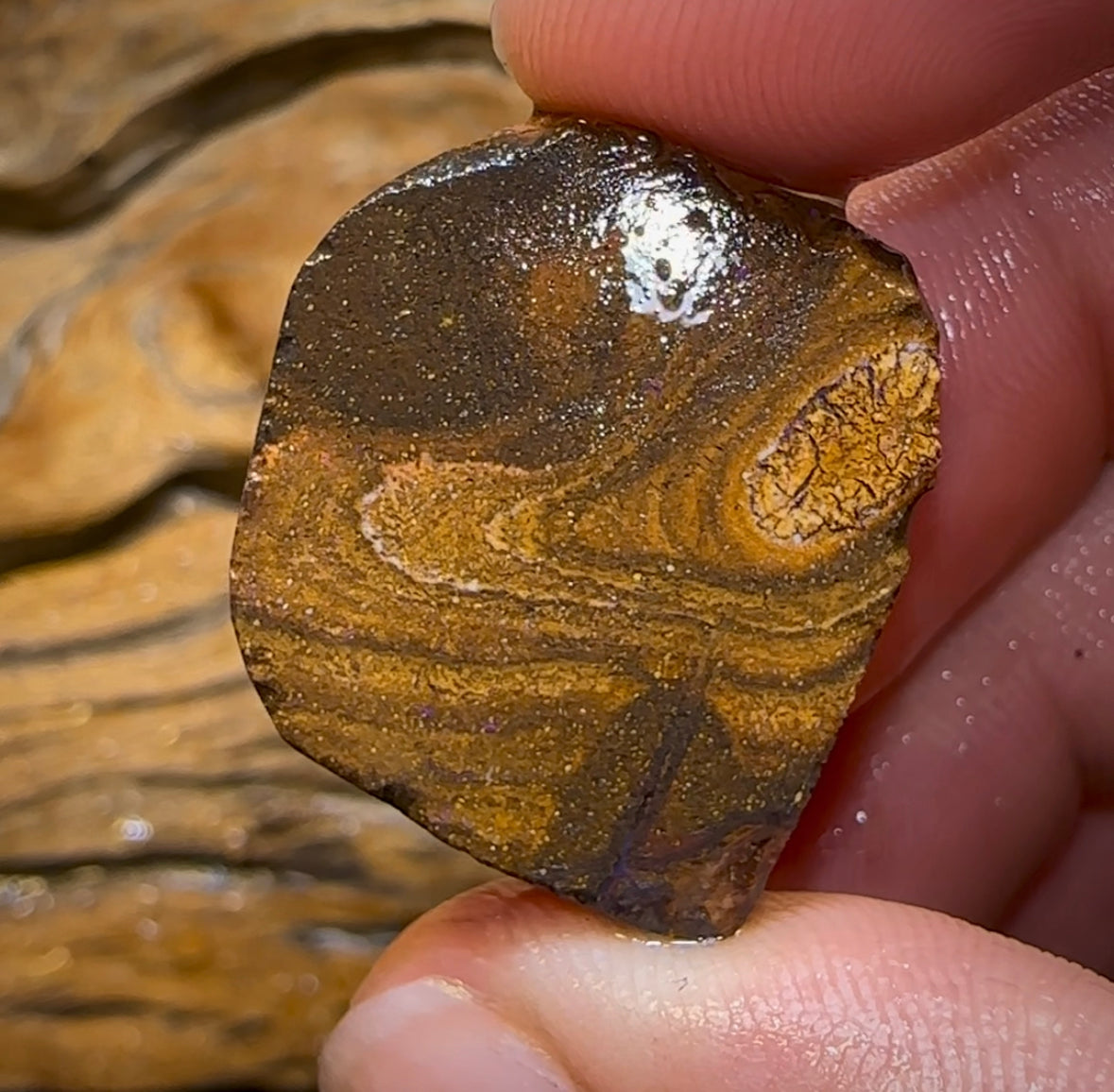 62.3cts - Australian Boulder Opal Rough Preform. Natural Split - Opal Whisperers