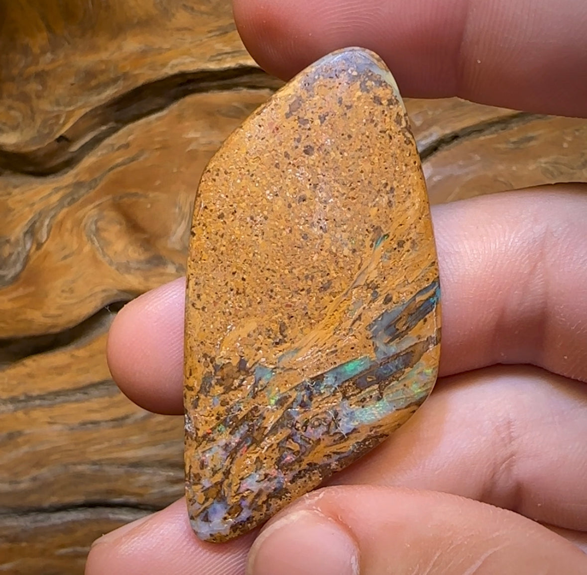 65.3cts - Large Australian Boulder Wood Fossil Opal Multicolour - Opal Whisperers