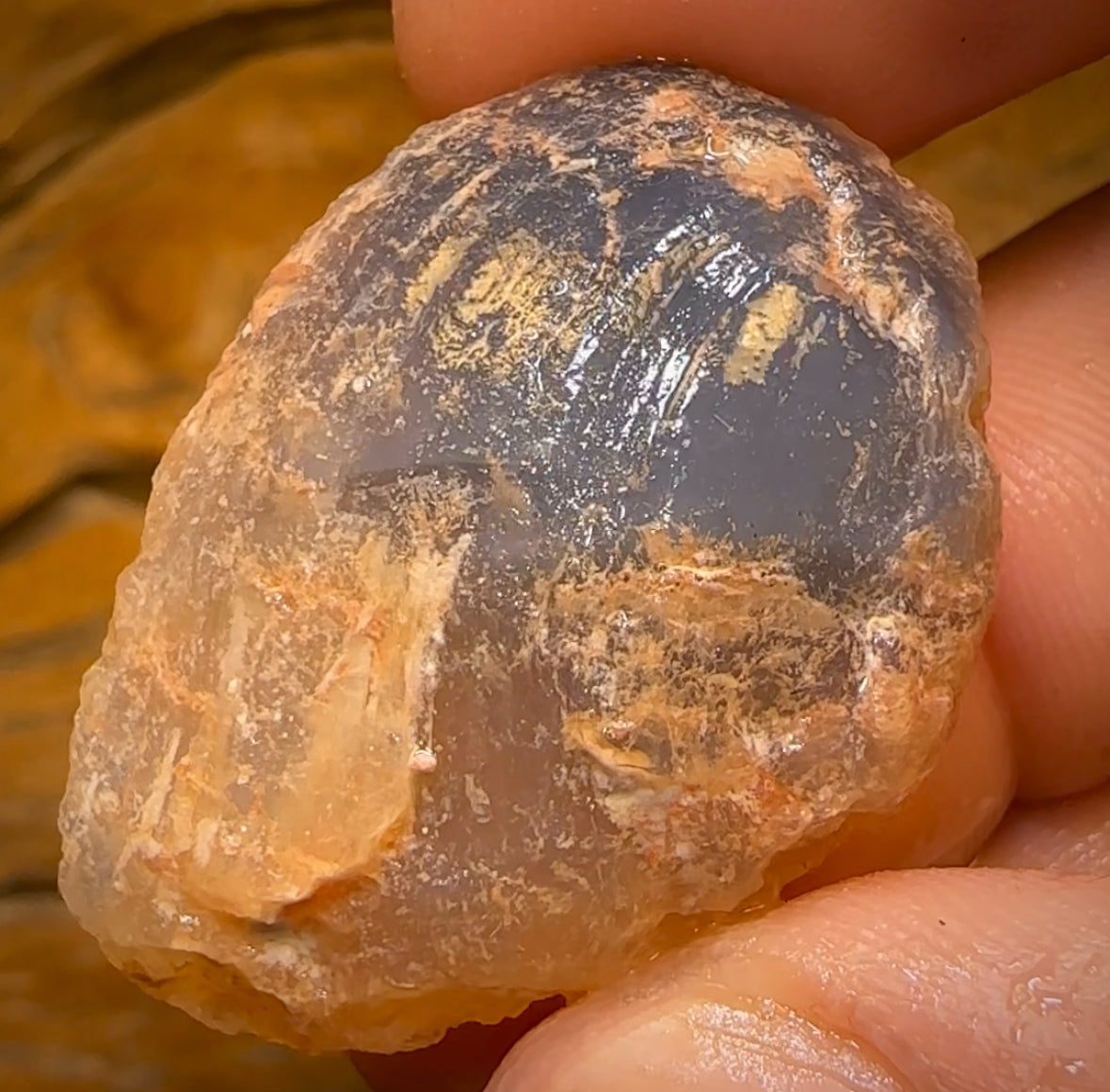 62.3cts - Opalised Shell Rare Geological Specimen from Lightning Ridge