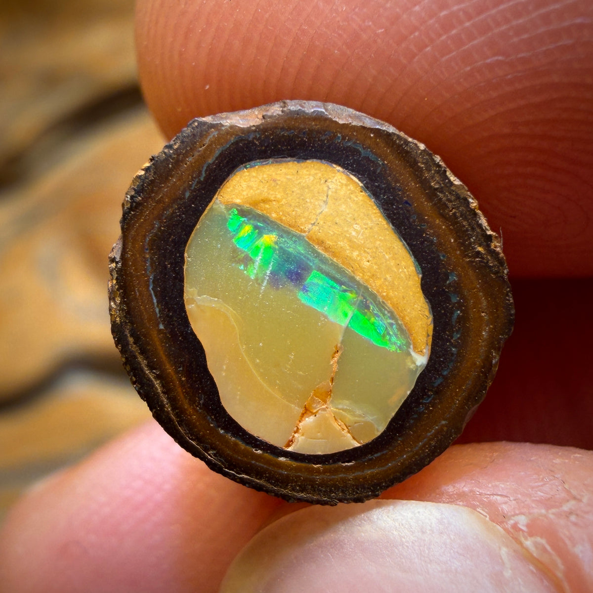 🔨 AUCTION 🔨 11.3cts - Yowah Nut Kernel Opal. Polished Specimen