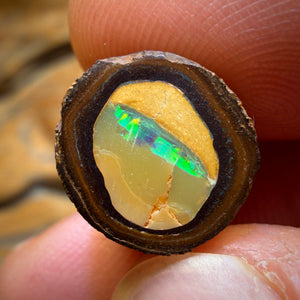🔨 AUCTION 🔨 11.3cts - Yowah Nut Kernel Opal. Polished Specimen